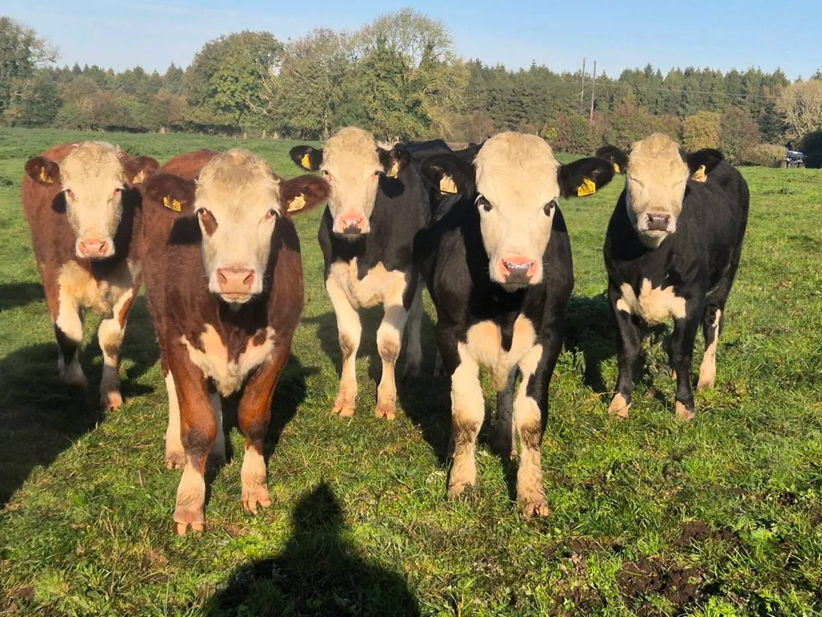20 smashing Hereford bullocks for sale - Image 4