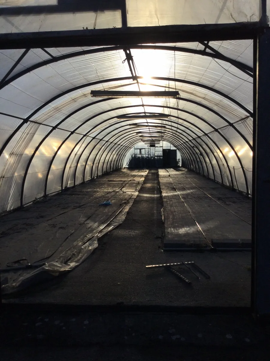 Polytunnels - Image 4