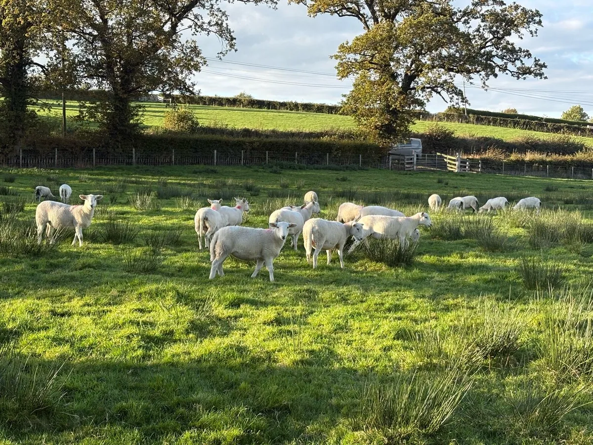 Easy Care ewe lambs - Image 2