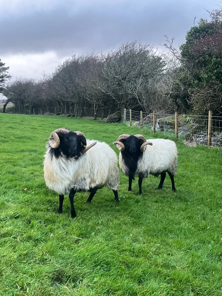 Blackface Hogget Rams - Image 2
