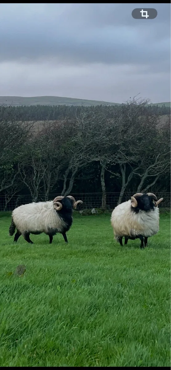 Blackface Hogget Rams - Image 1