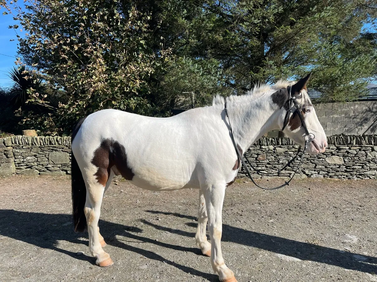 15 hand cob gelding - Image 4