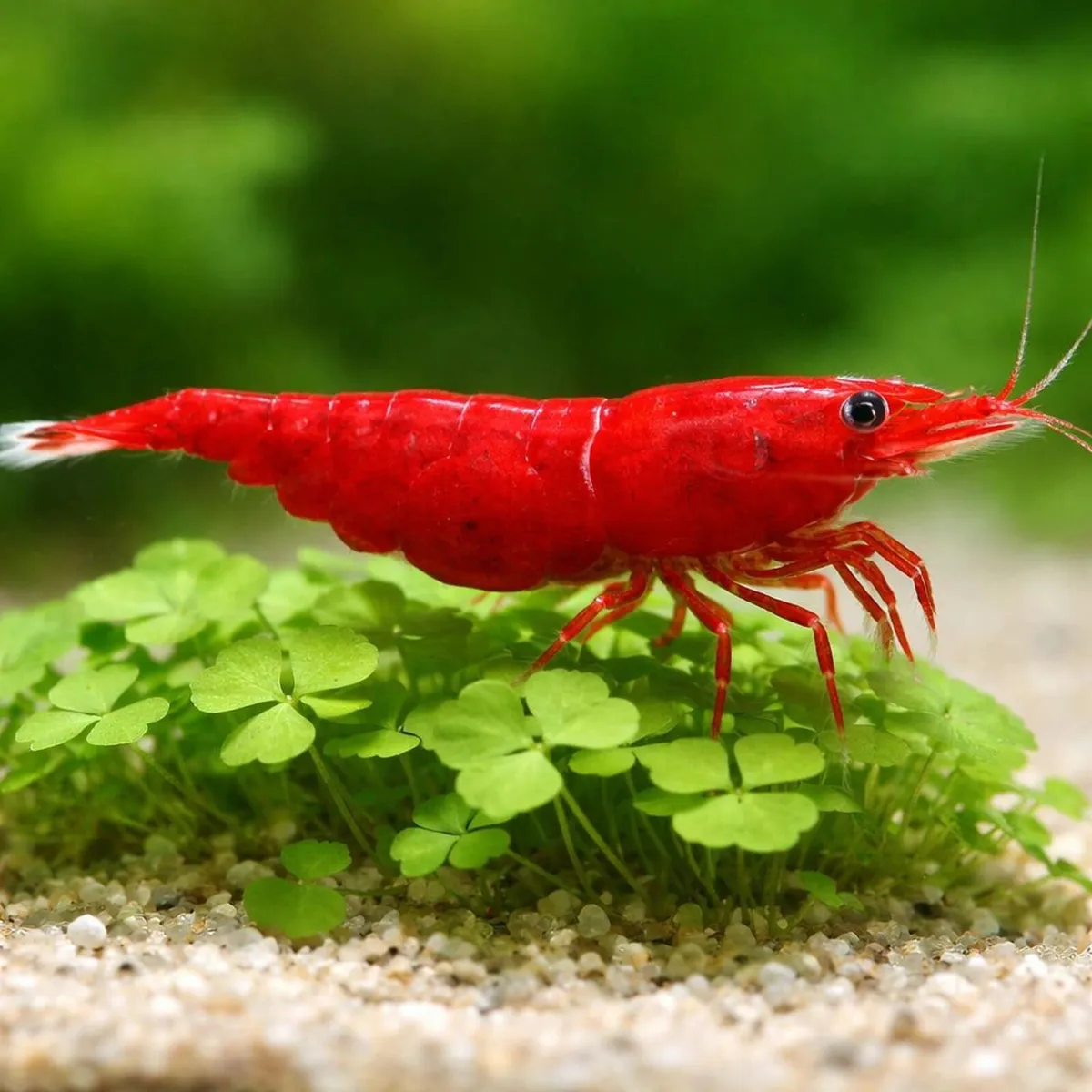Neocaridina Bloody Mary Shrimp - Image 3