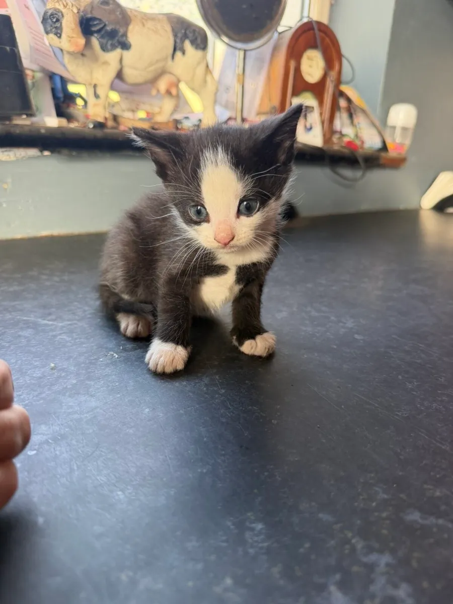 Kittens male - Image 3