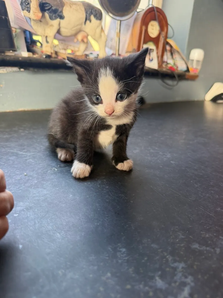 Kittens male - Image 1