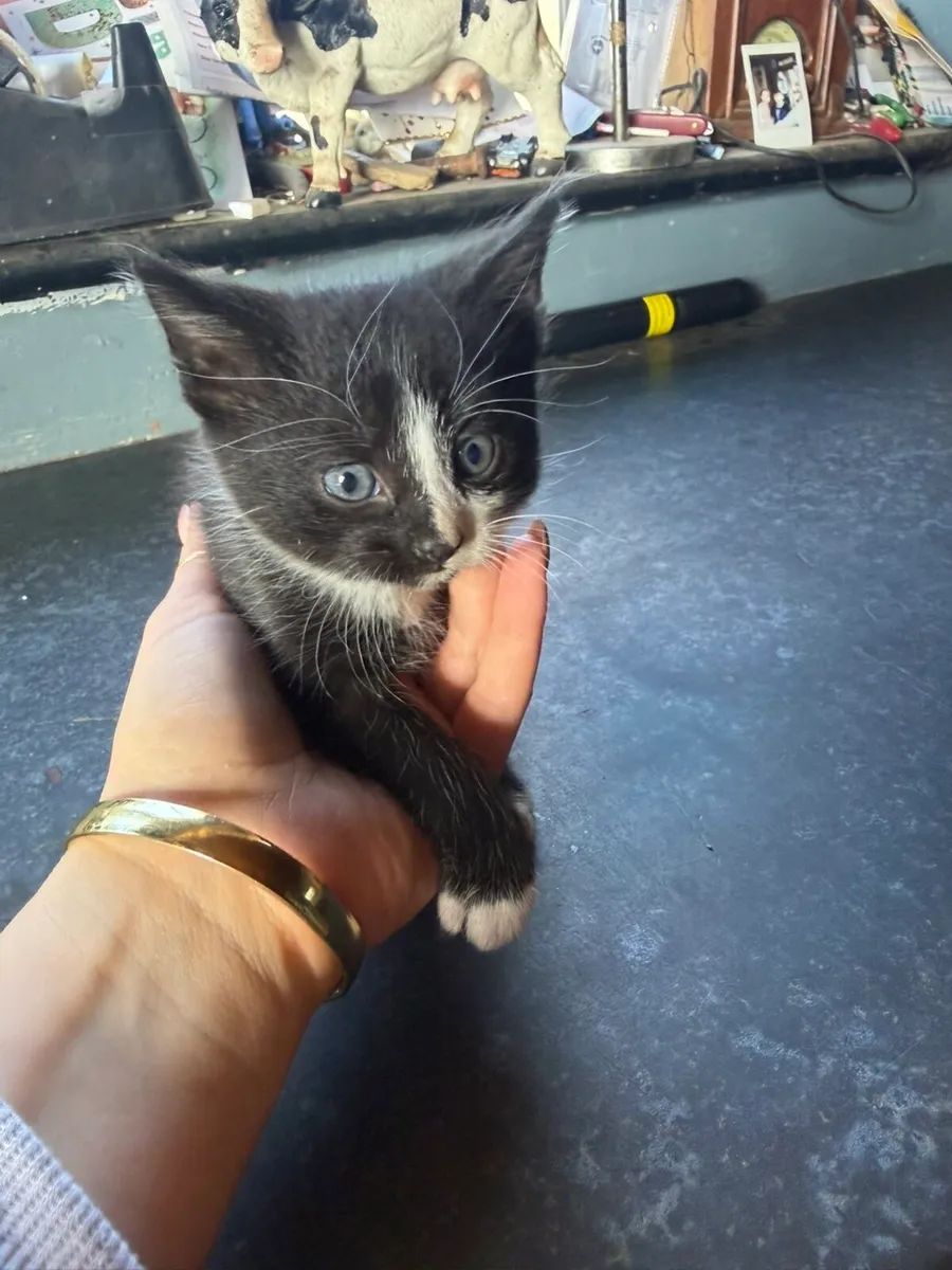 Kittens male - Image 4