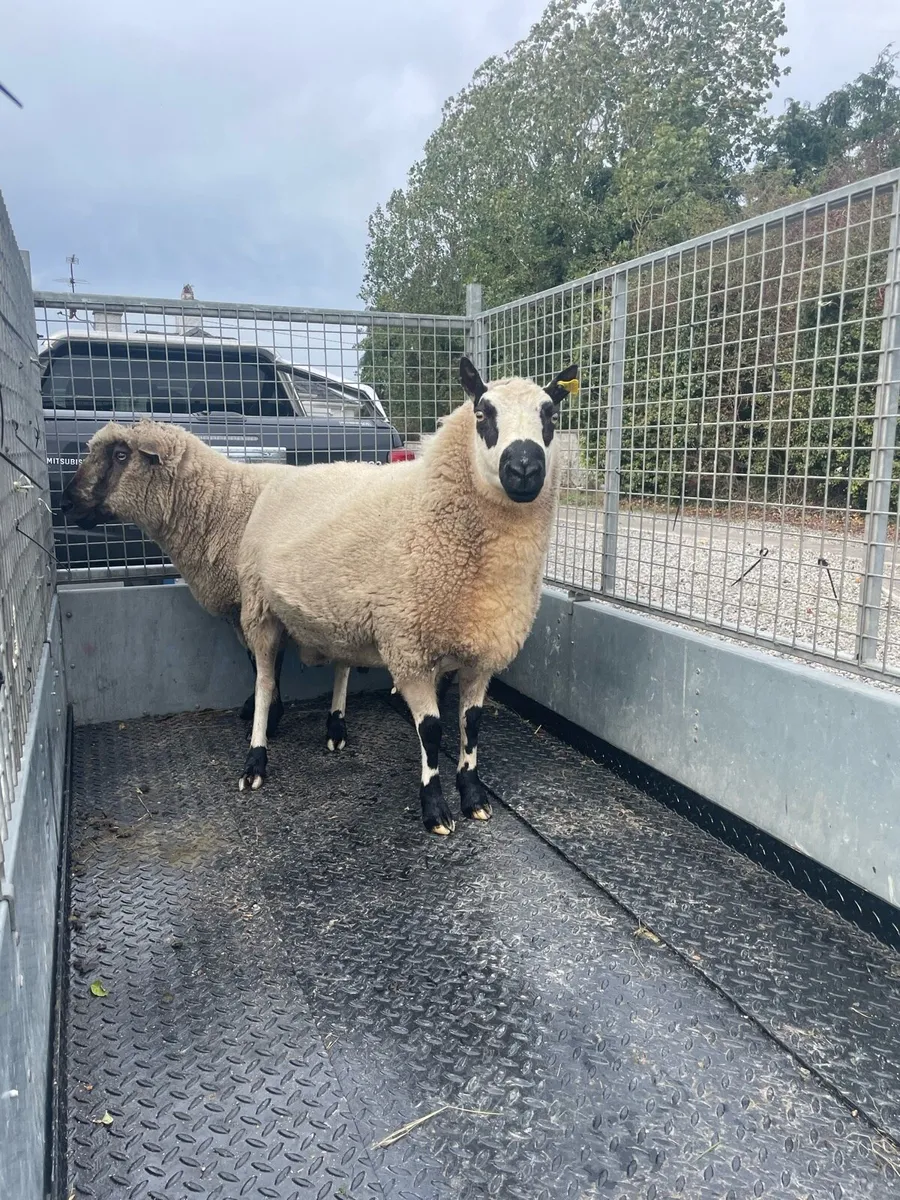 Kerry Hill aged Ram - Image 2