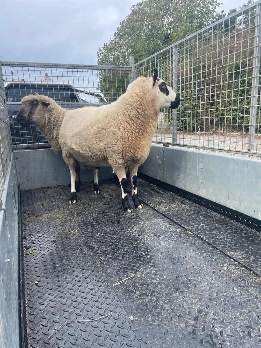 Kerry Hill aged Ram - Image 3