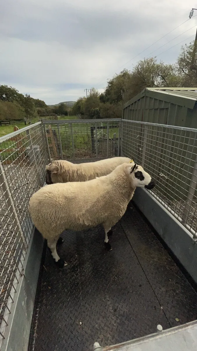 Kerry Hill aged Ram - Image 4