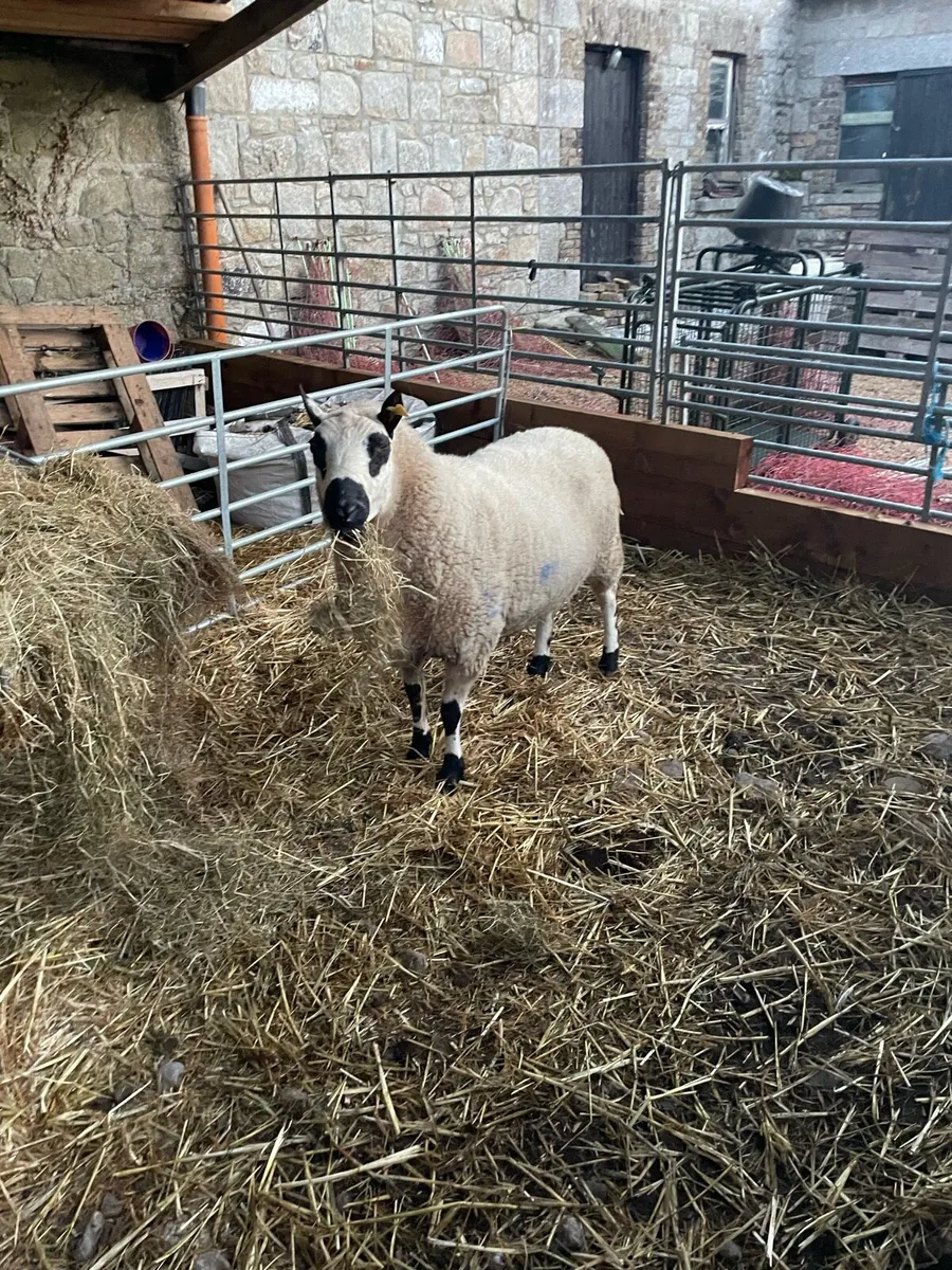 Kerry Hill aged Ram - Image 1