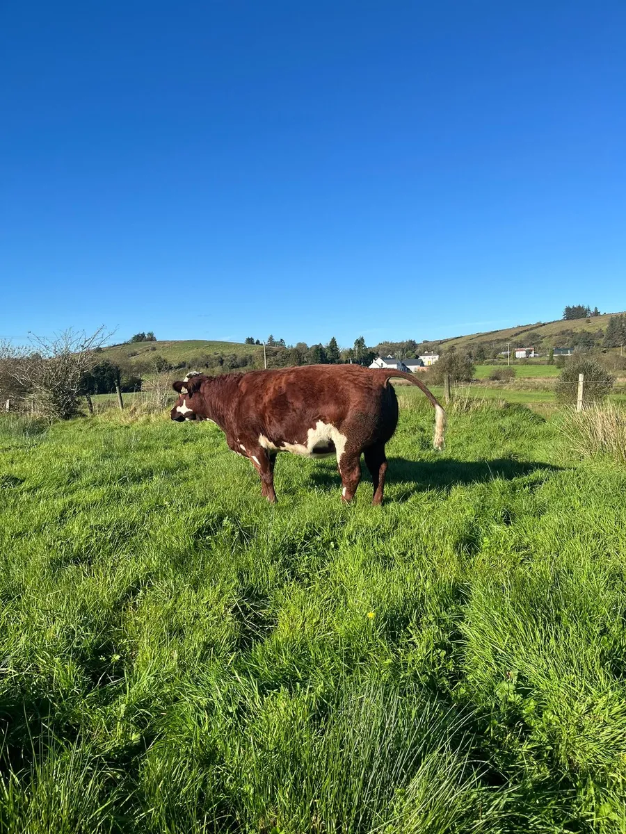 🔥🔥Super Belgian Blue In-calf Heifer for sale🔥🔥 - Image 3