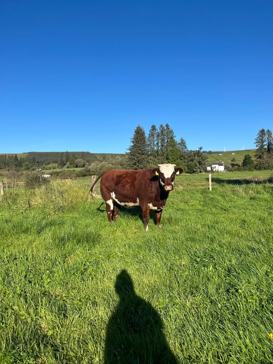 🔥🔥Super Belgian Blue In-calf Heifer for sale🔥🔥 - Image 2