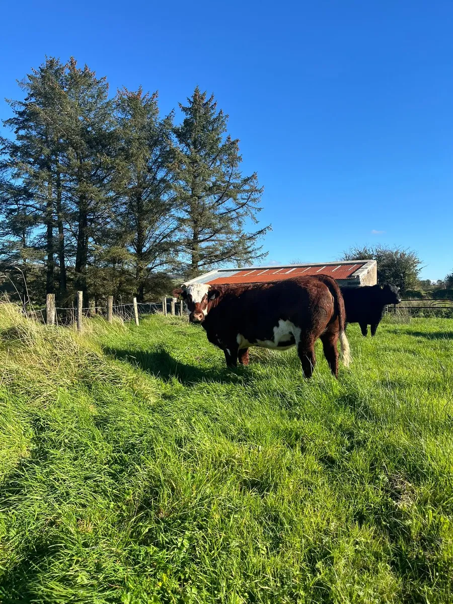 🔥🔥Super Belgian Blue In-calf Heifer for sale🔥🔥 - Image 1