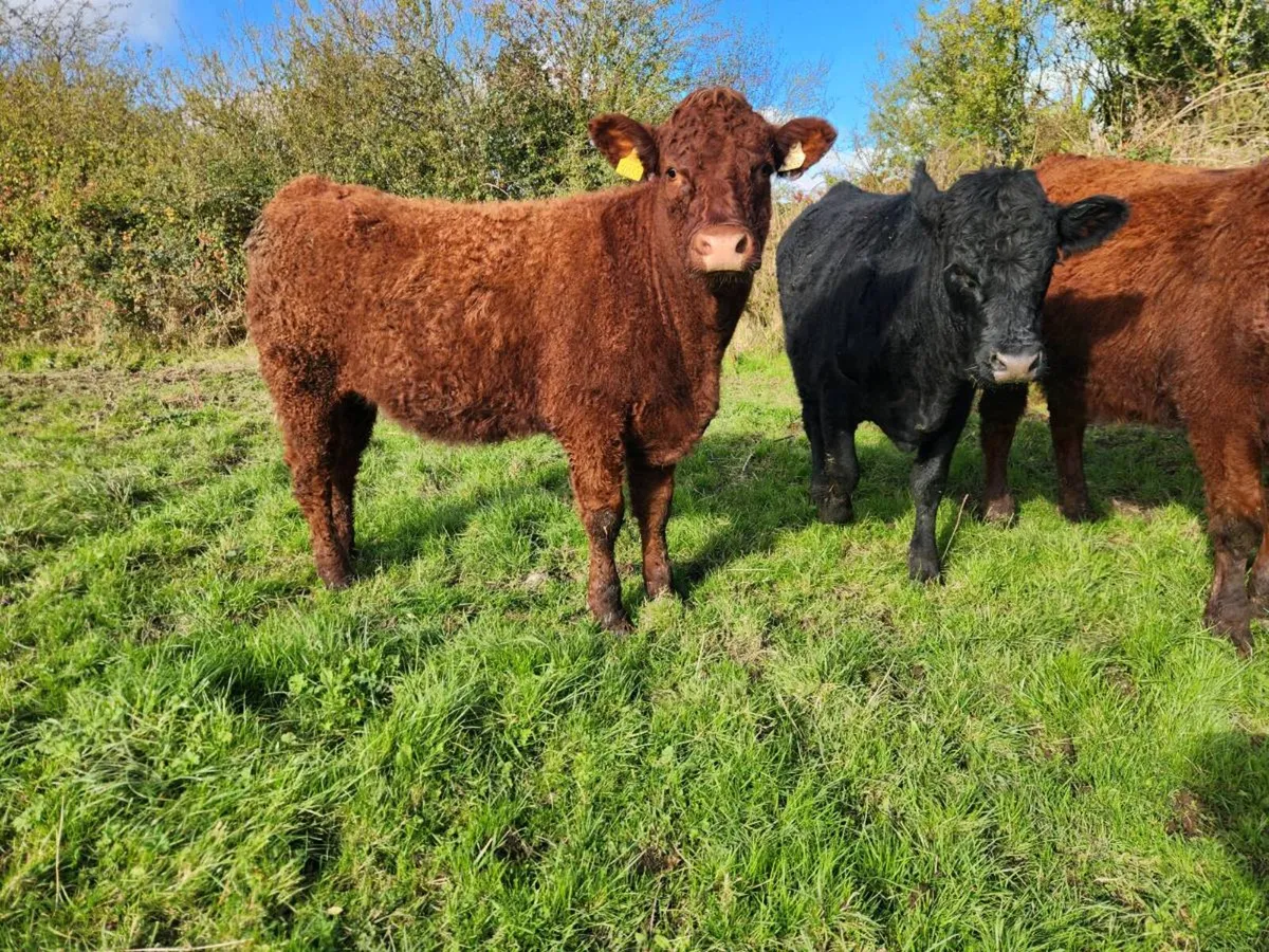 ORGANIC 14 SUPER 5* Heifers 8 Salers 6 CH - Image 4