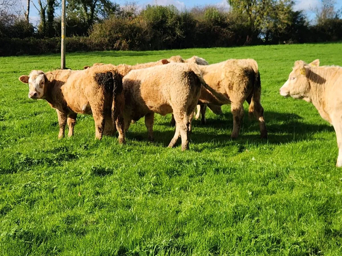 ORGANIC 14 SUPER 5* Heifers 8 Salers 6 CH - Image 2