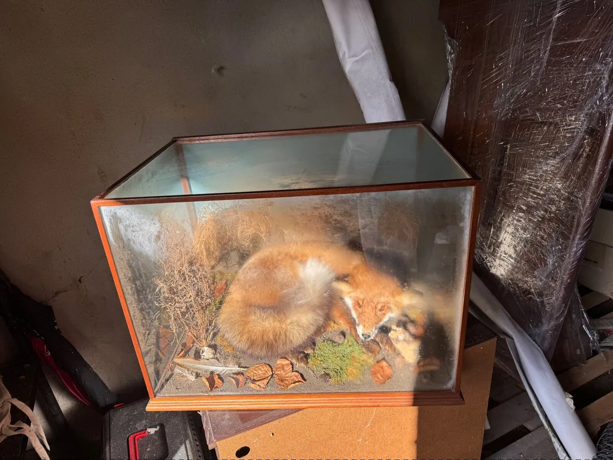 Taxidermy fox in glass case - Image 1