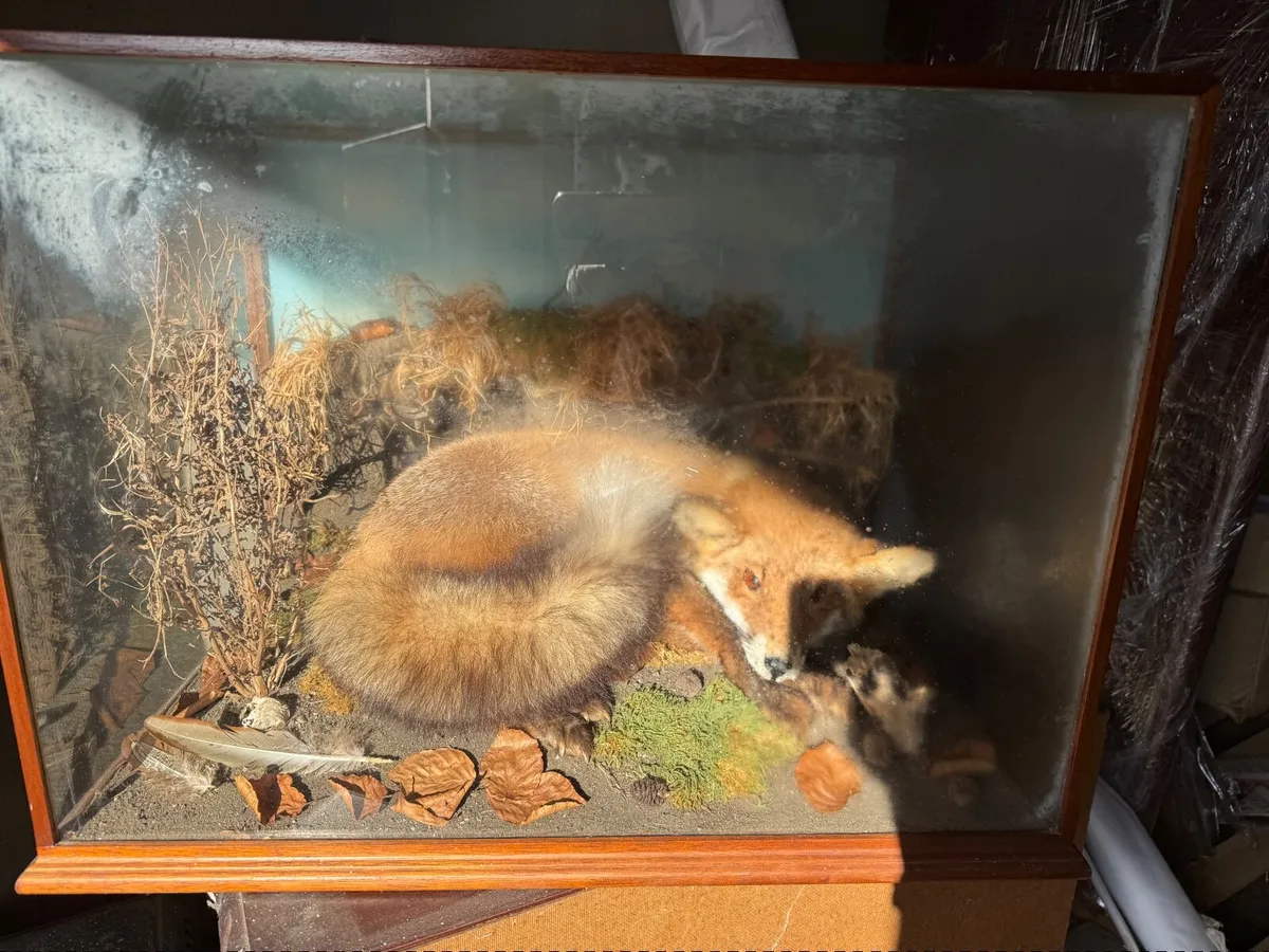 Taxidermy fox in glass case - Image 2