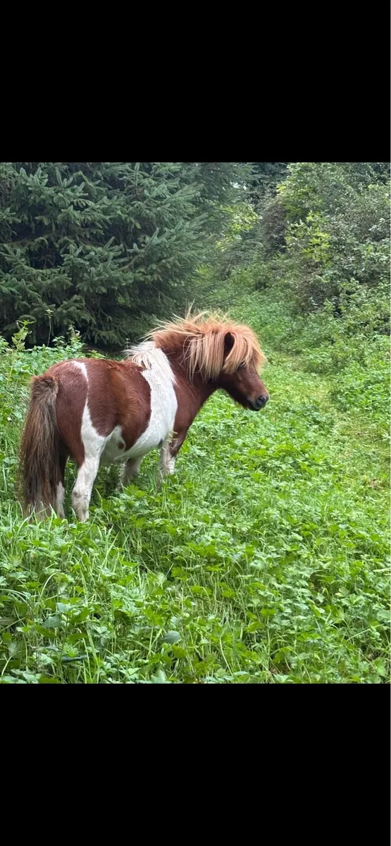 3 Shetland ponies - Image 2