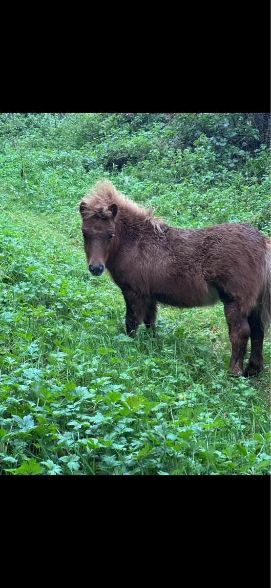 3 Shetland ponies - Image 3