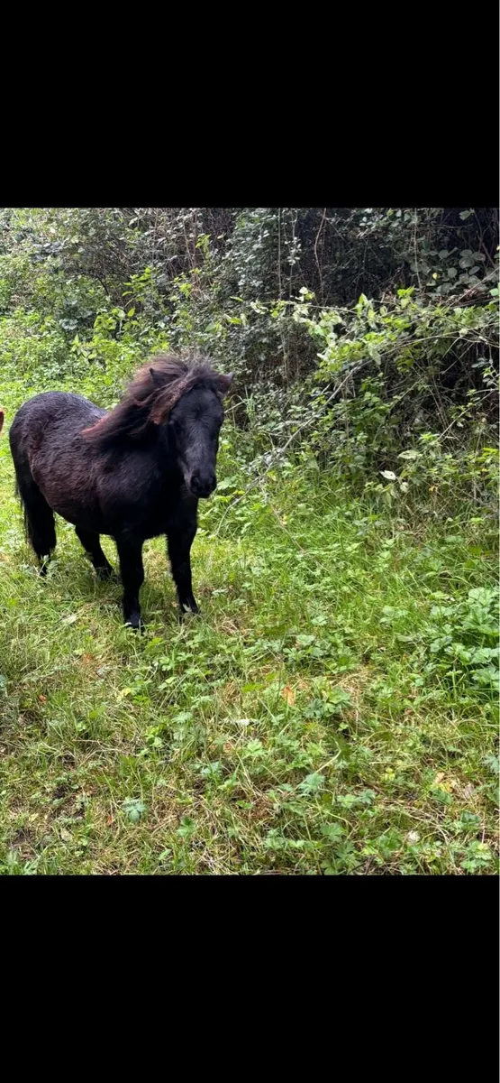 3 Shetland ponies - Image 4