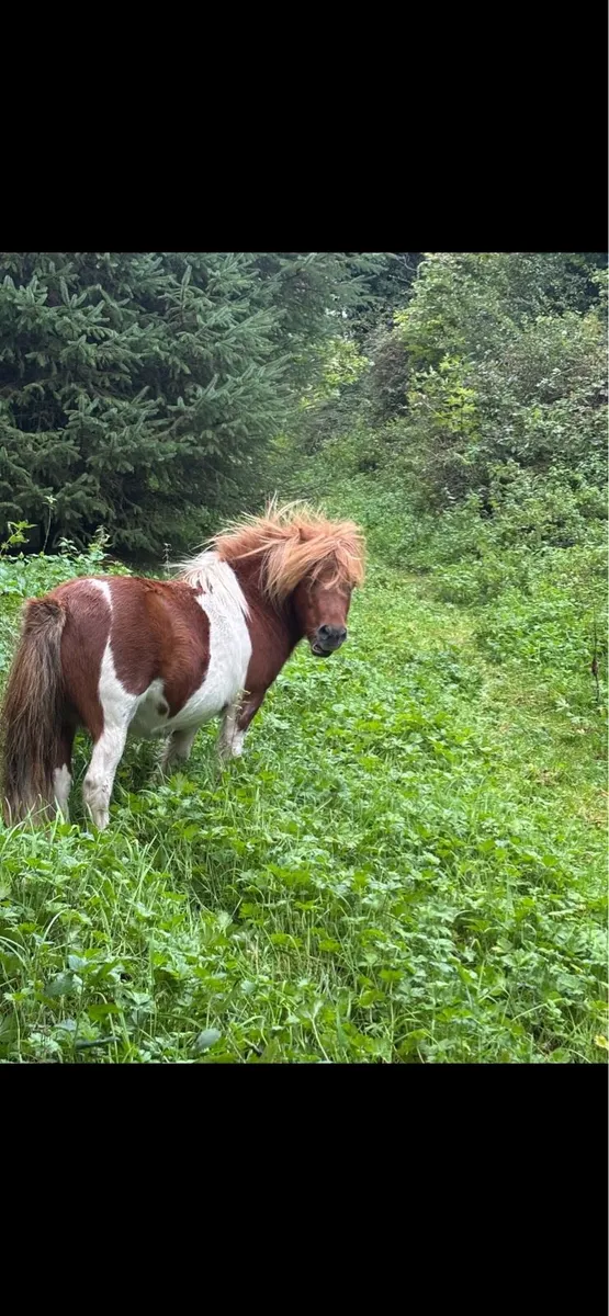 3 Shetland ponies - Image 1