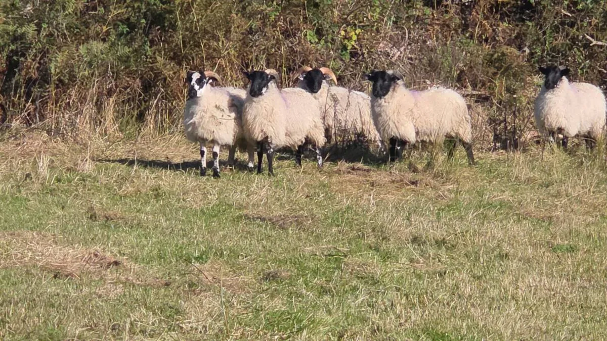 Lanark ram lambs - Image 1