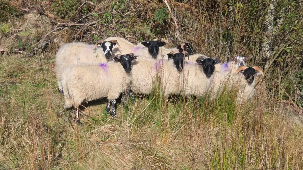 Lanark ram lambs - Image 2
