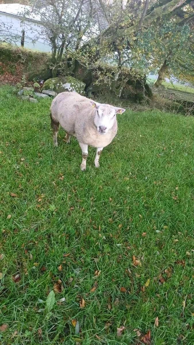 SUPER 2 YEAR OLD TEXEL/CHARLAOIS RAM - Image 1