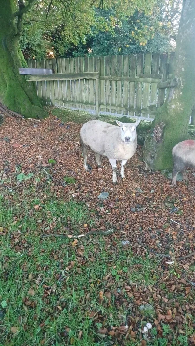 SUPER 2 YEAR OLD TEXEL/CHARLAOIS RAM - Image 2