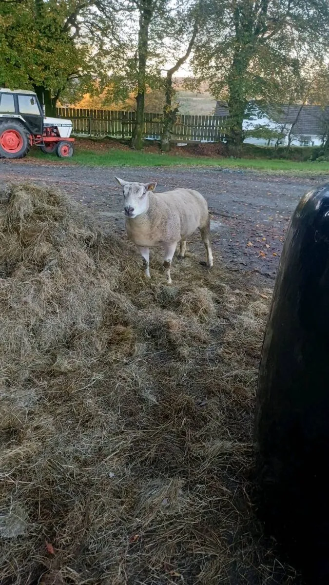SUPER 2 YEAR OLD TEXEL/CHARLAOIS RAM - Image 3