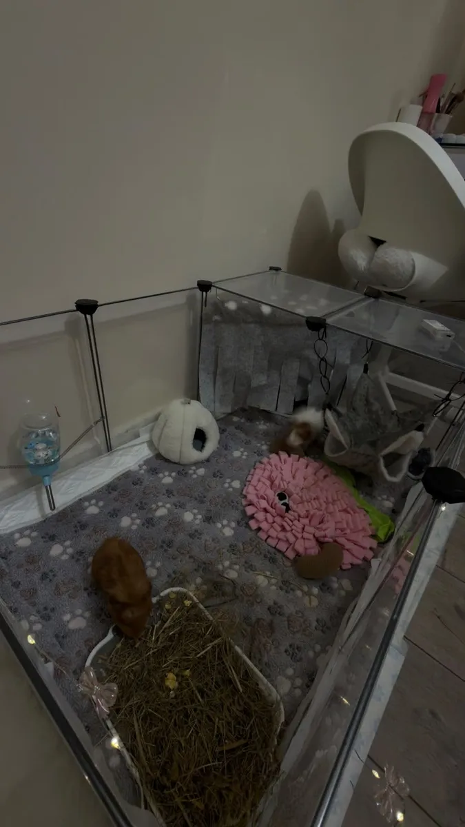 Guinea pigs + cage for free - Image 2