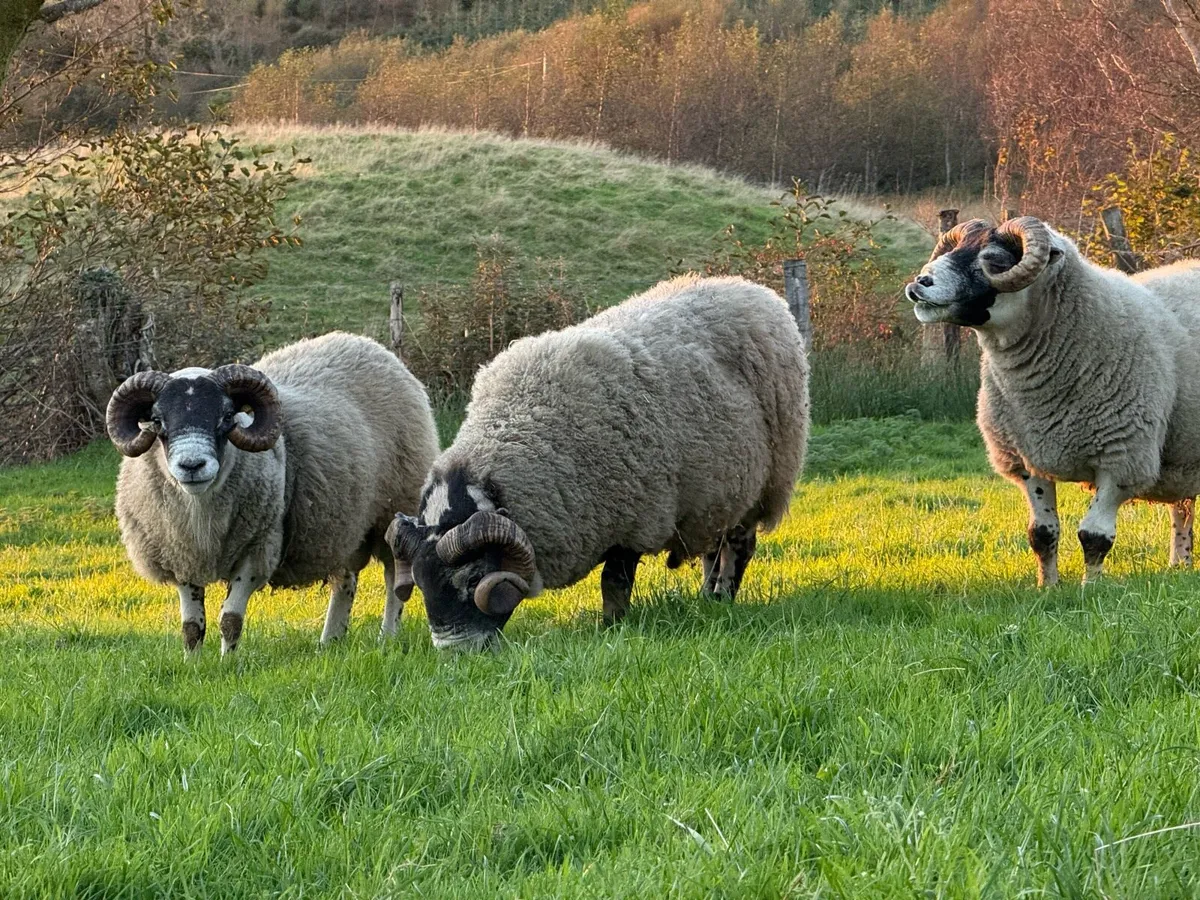 Lanark Rams - Image 2