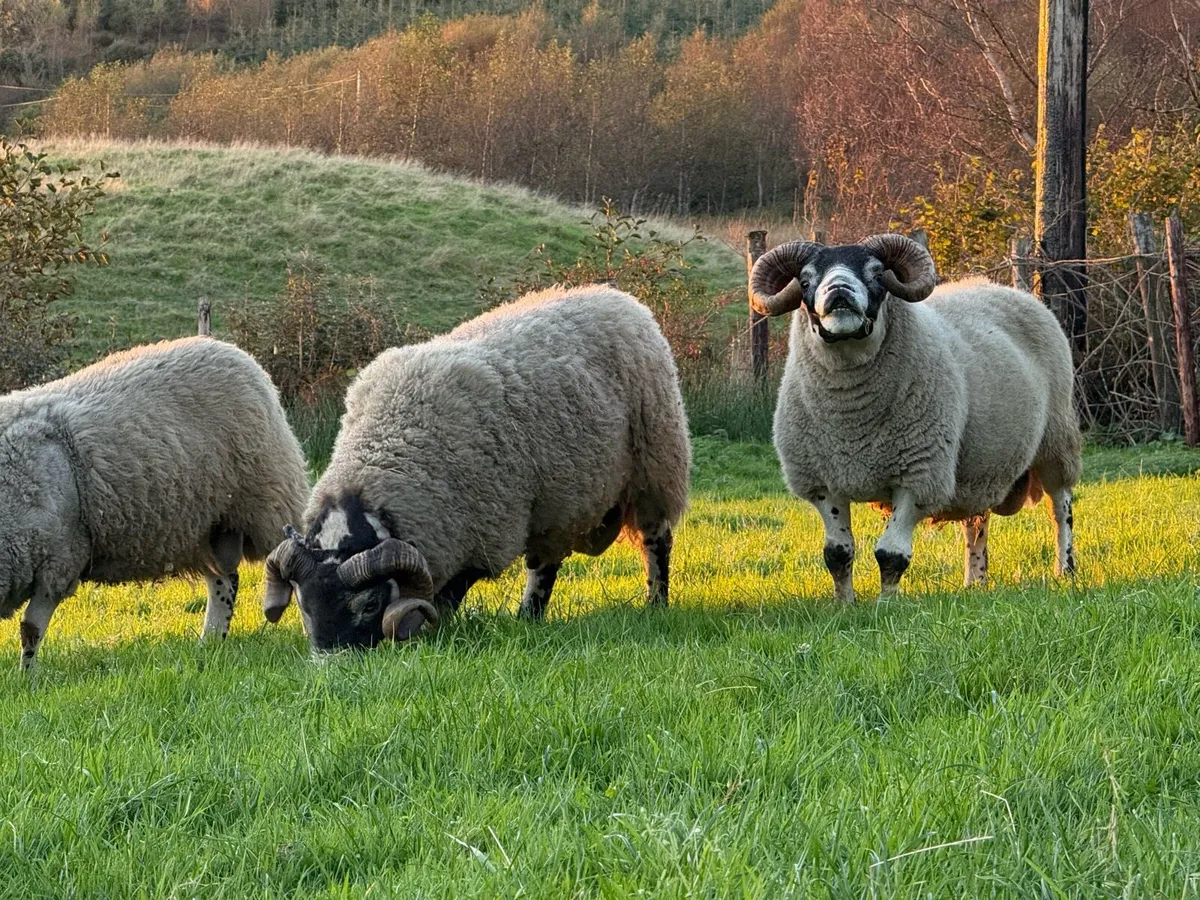 Lanark Rams - Image 1