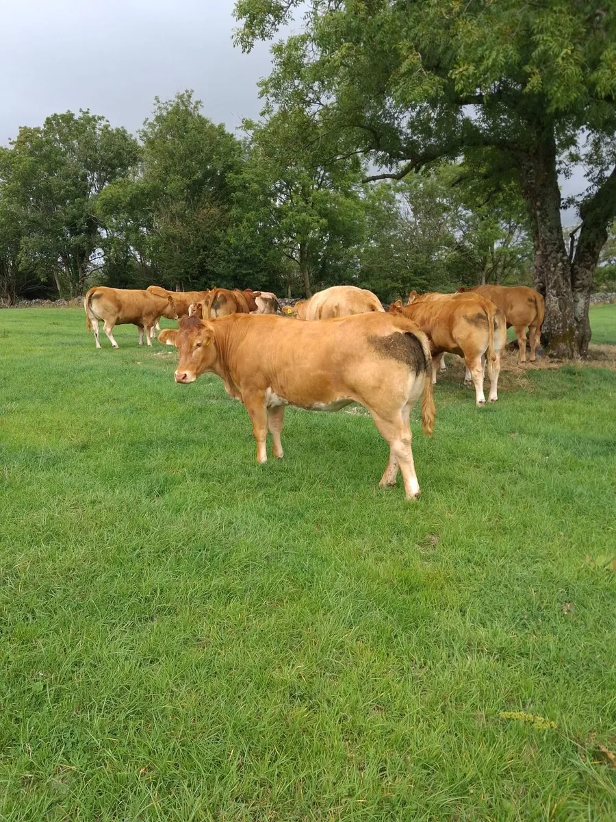 Quality Springers coming to Balla Mart. - Image 1
