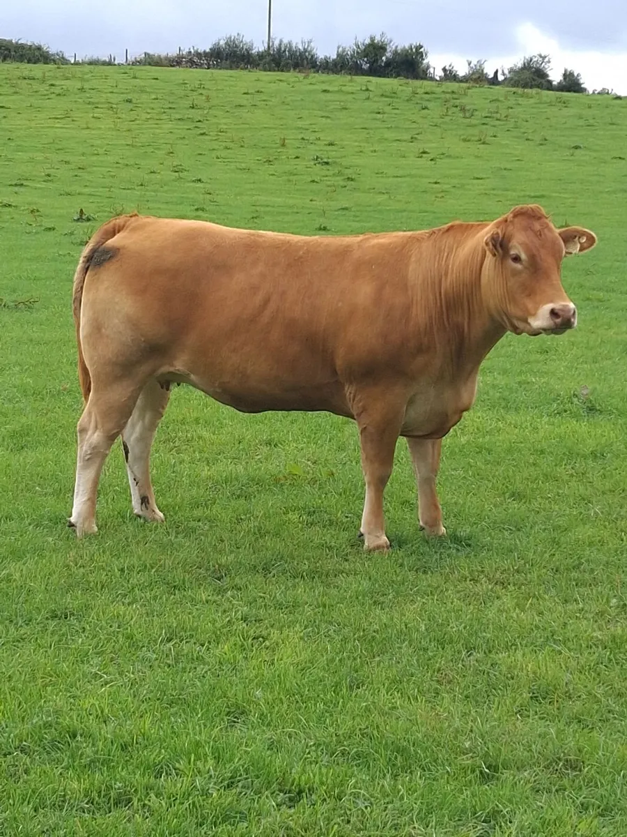 Quality Springers coming to Balla Mart. - Image 4