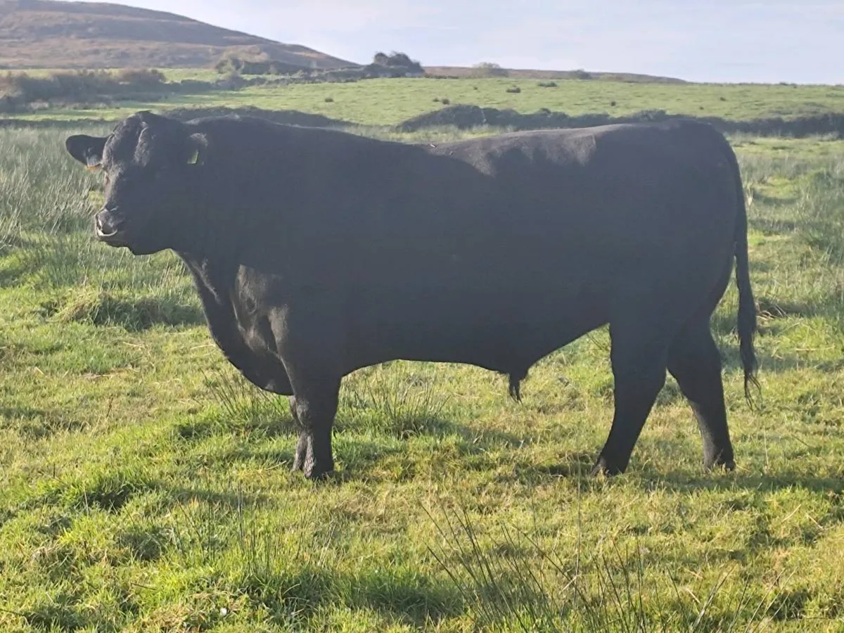 Quality 4-year-old Aberdeen Angus bull - Image 3
