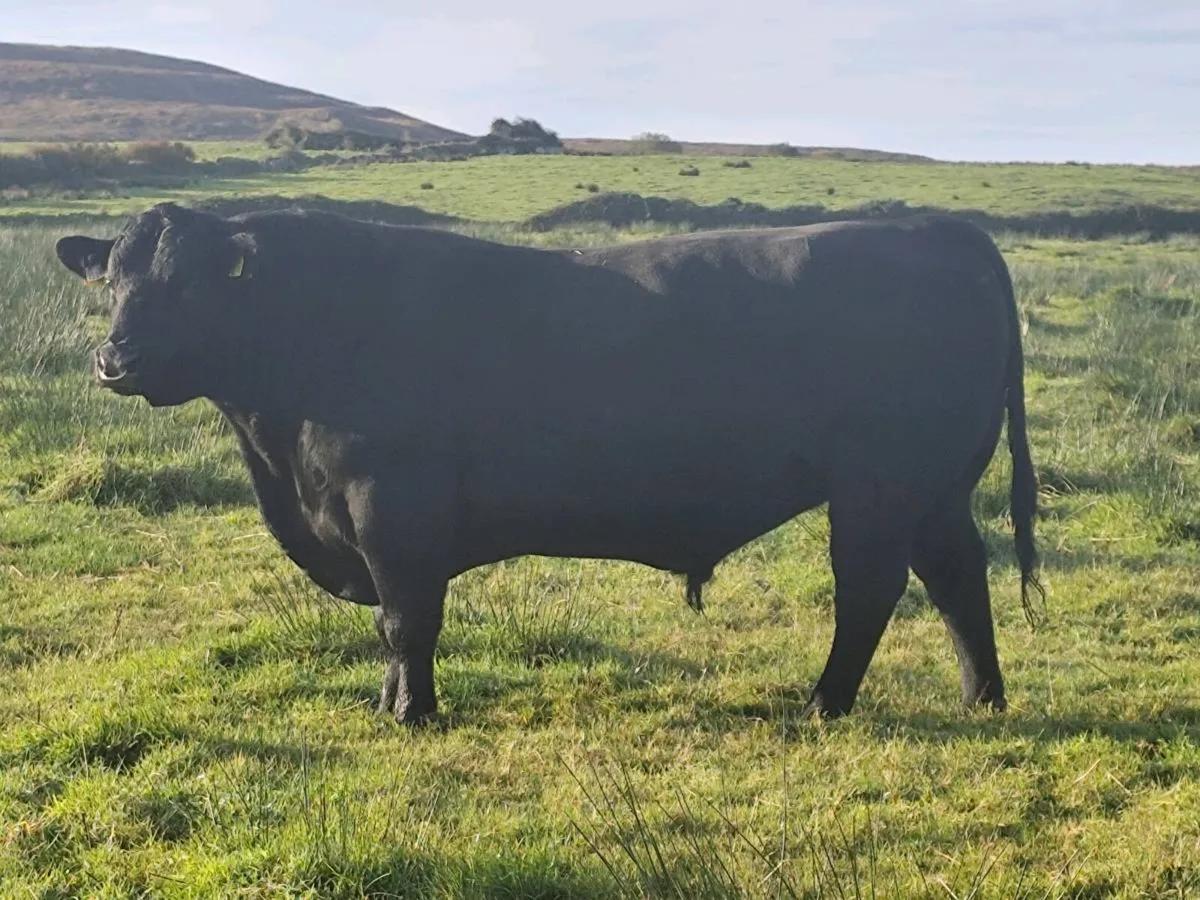 Quality 4-year-old Aberdeen Angus bull - Image 1