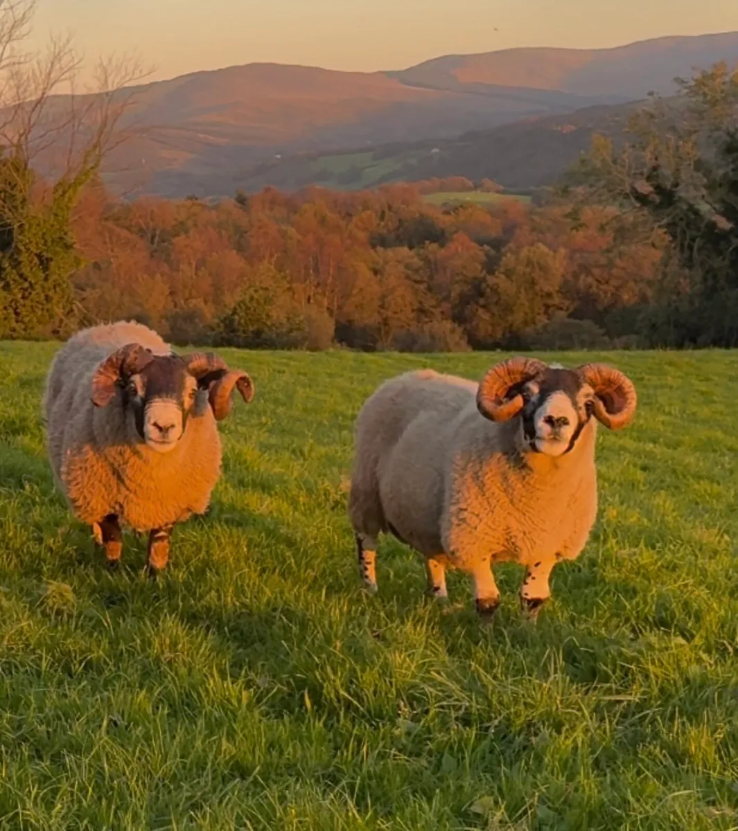 Lanark Rams - Image 4