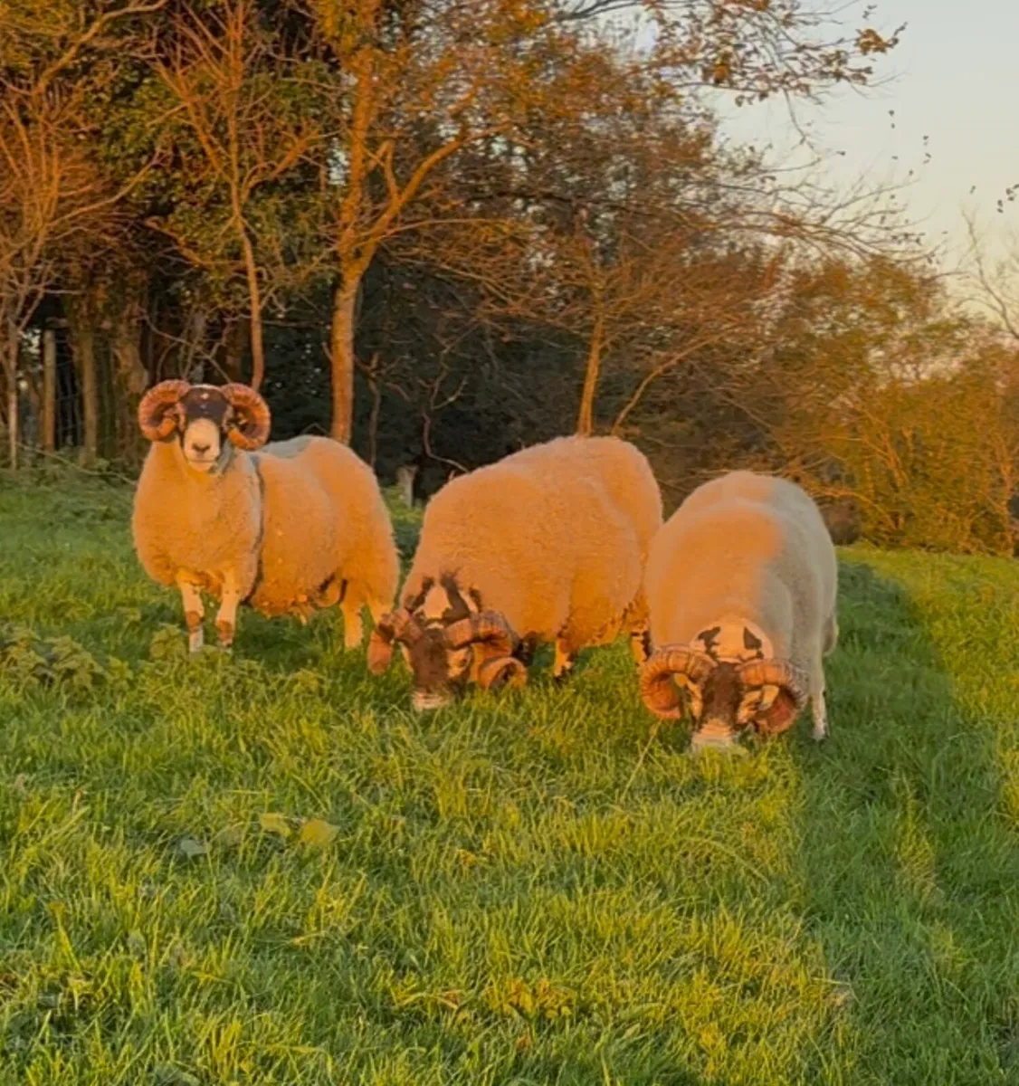 Lanark Rams - Image 3