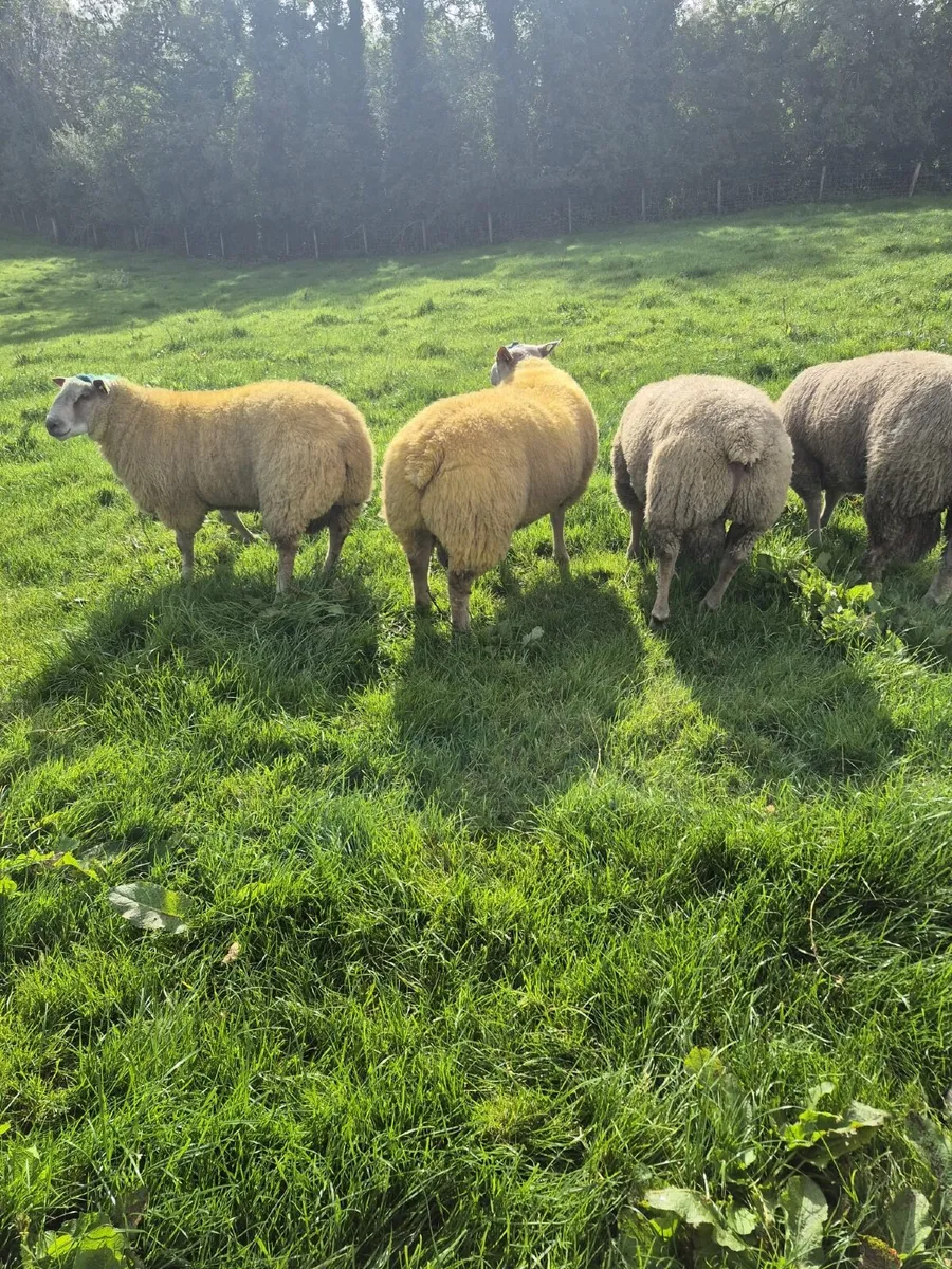 PB ram lambs - Image 2