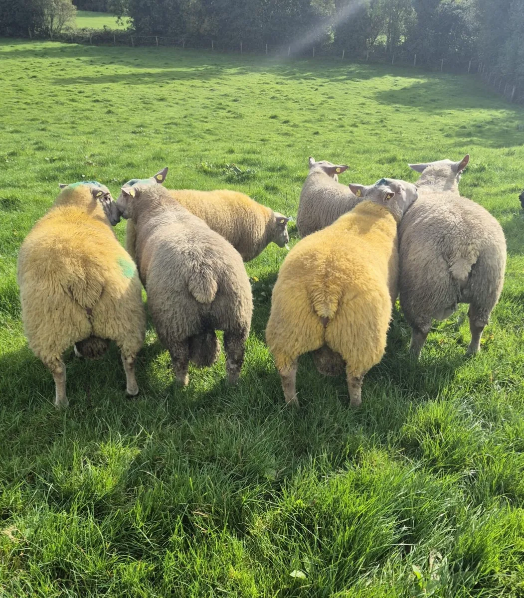 PB ram lambs - Image 3