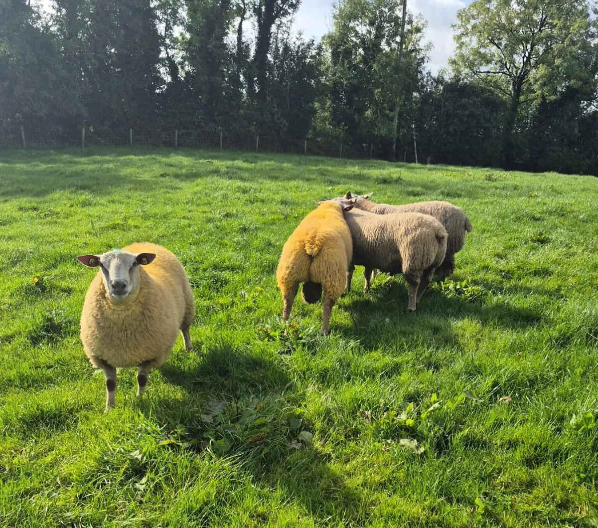 PB ram lambs - Image 4
