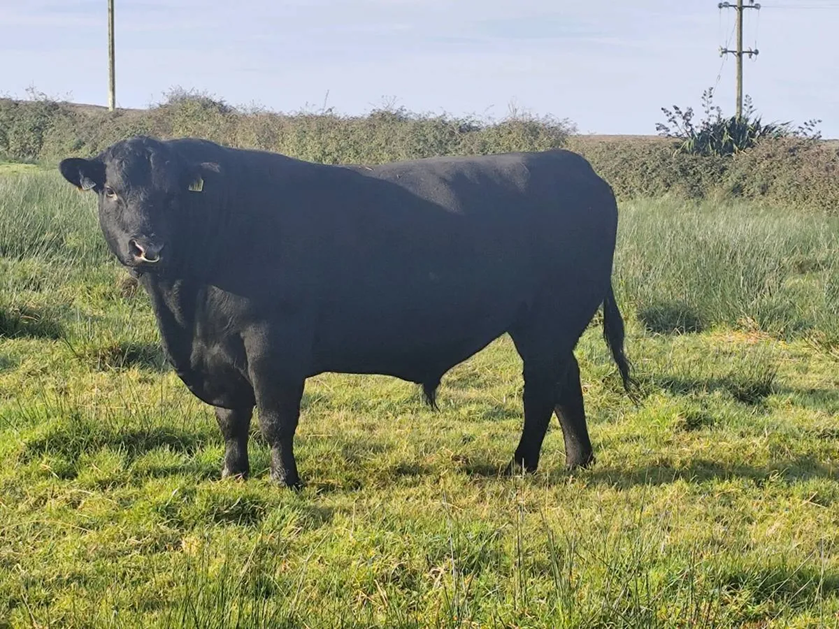 Quality 4-year-old Aberdeen Angus bull - Image 4
