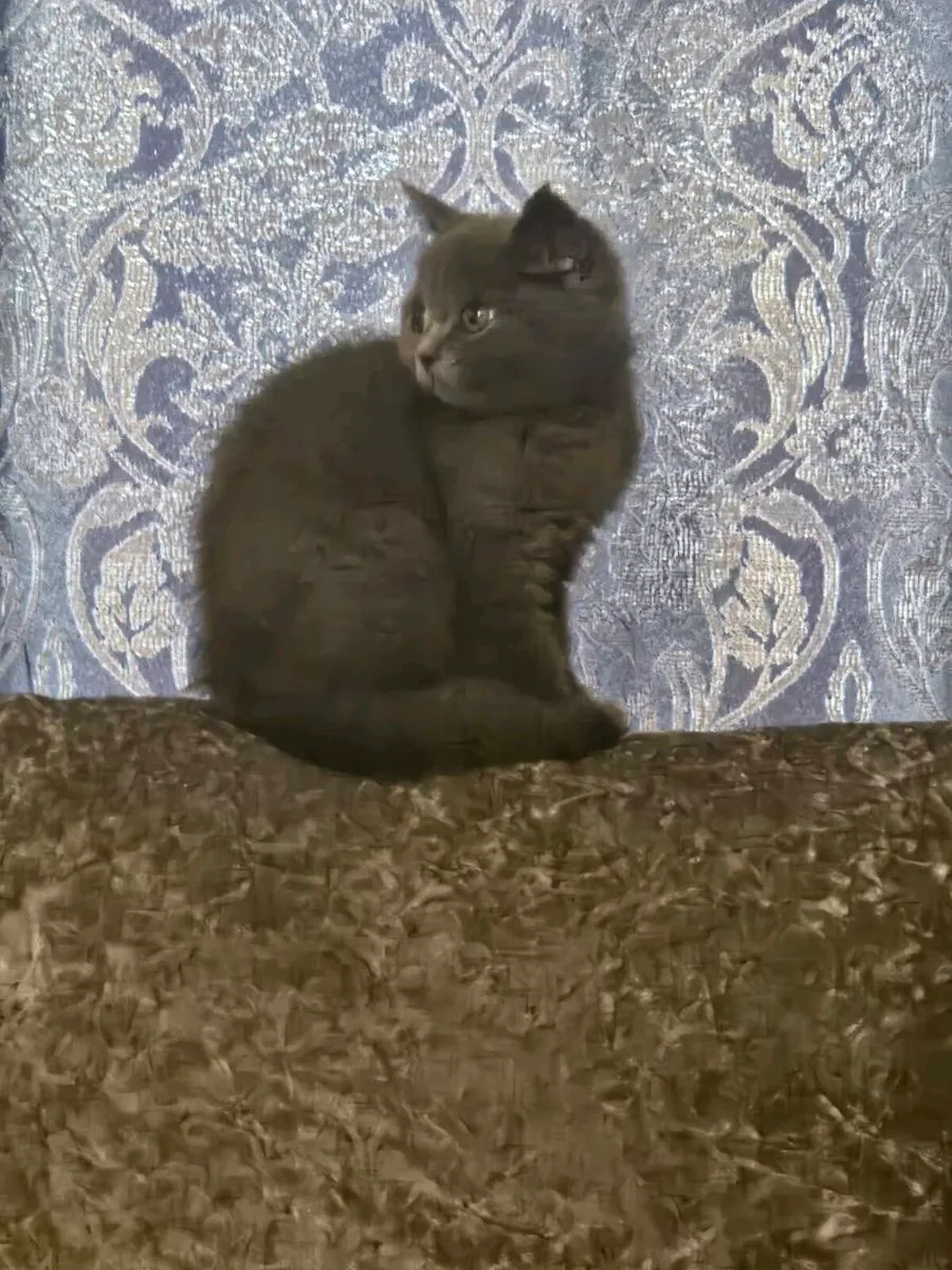 Britsh short blue kitten - Image 3