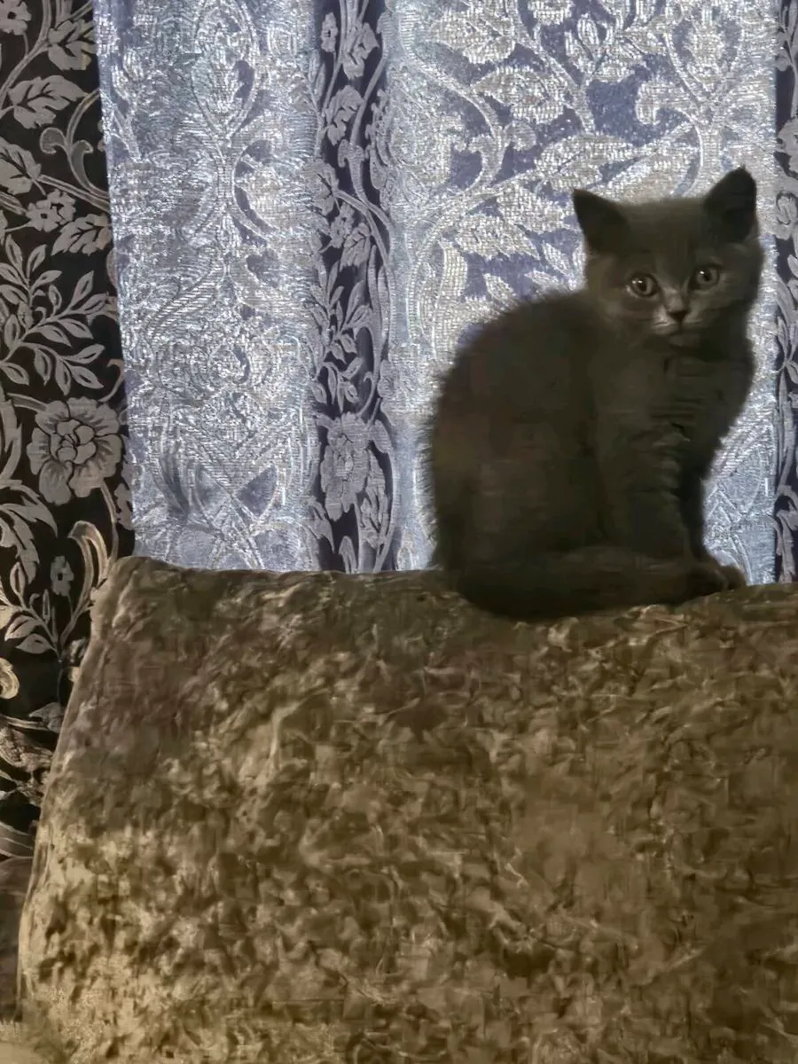 Britsh short blue kitten - Image 4