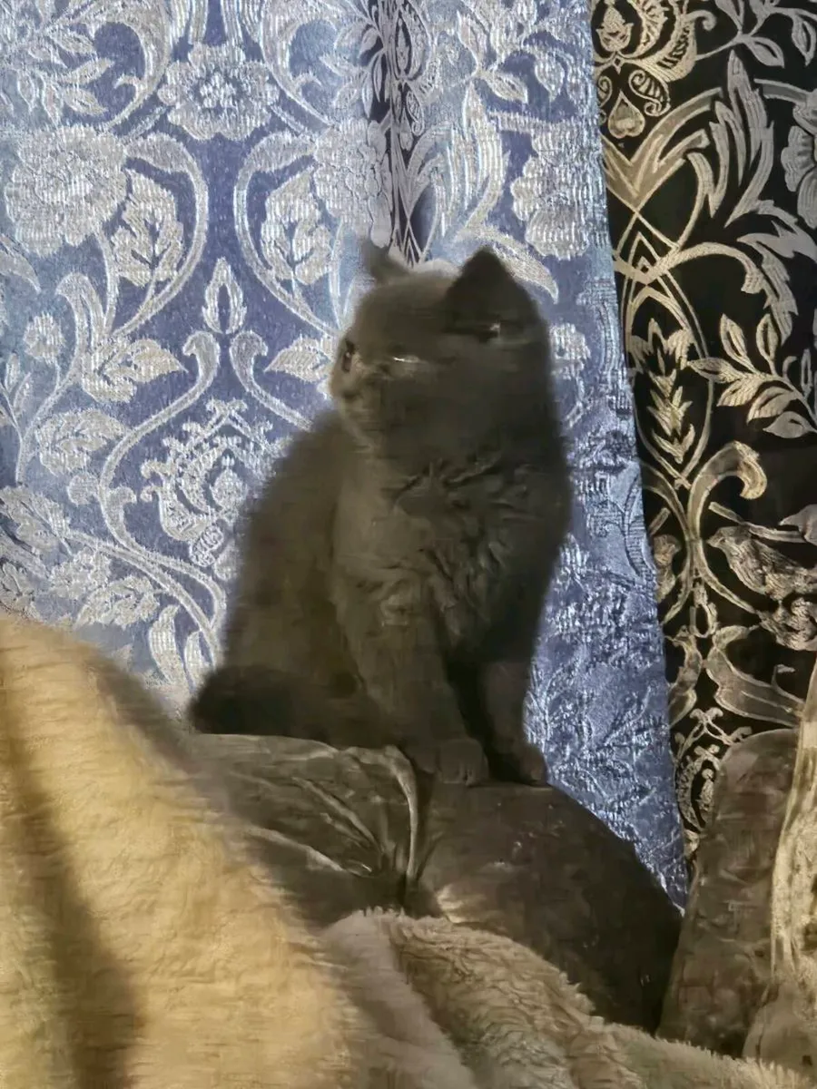 Britsh short blue kitten - Image 2