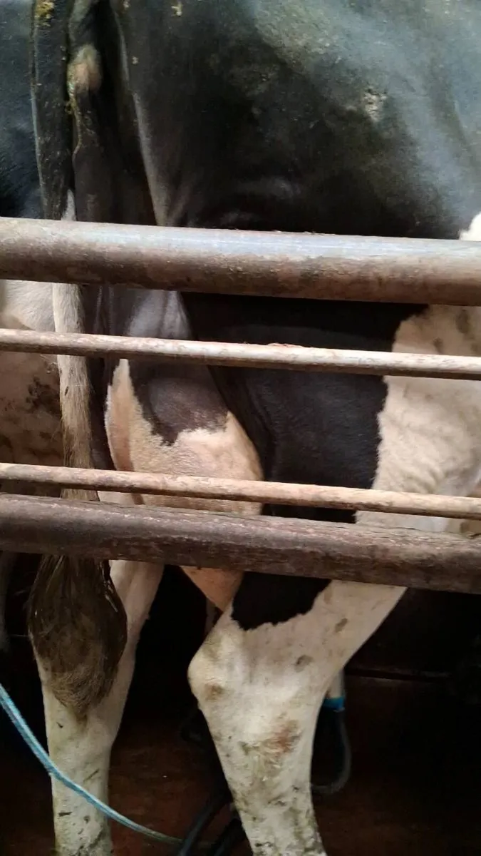 Cow to rear calves