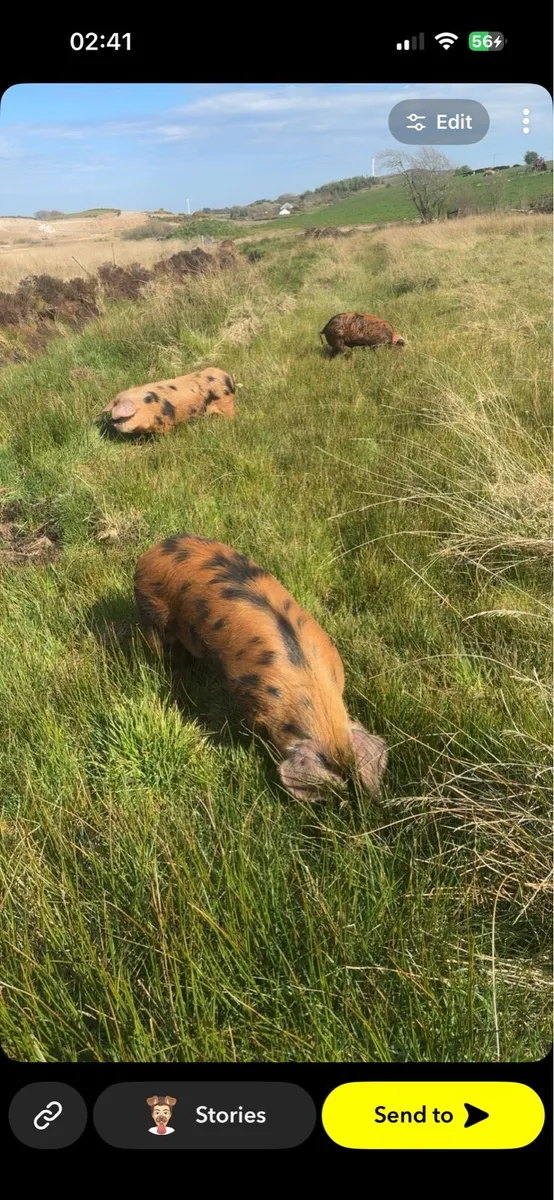 Pigs