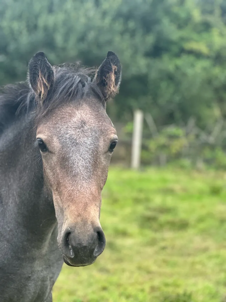 ⭐️Colt foal for Clifden⭐️ - Image 1