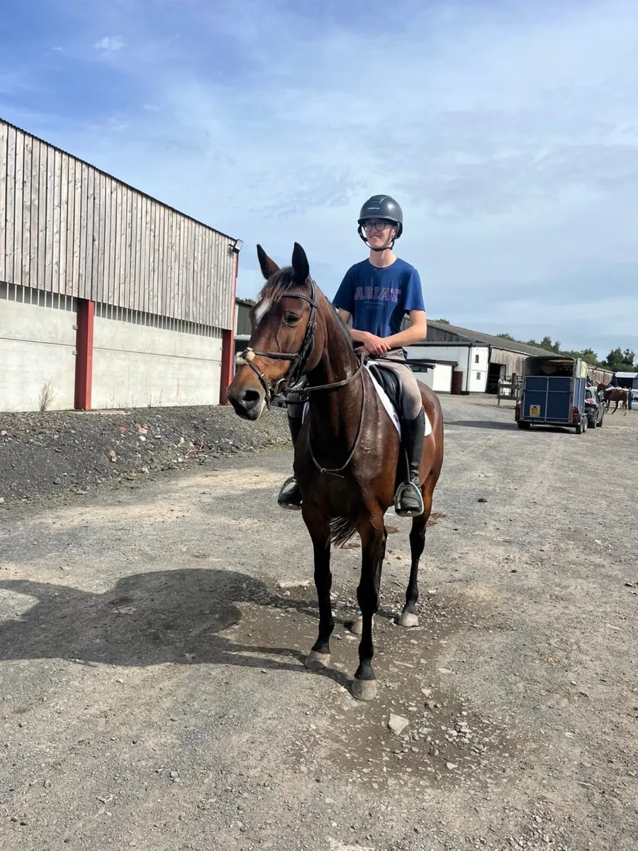 Horse - Image 1
